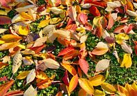 Herfstbladeren