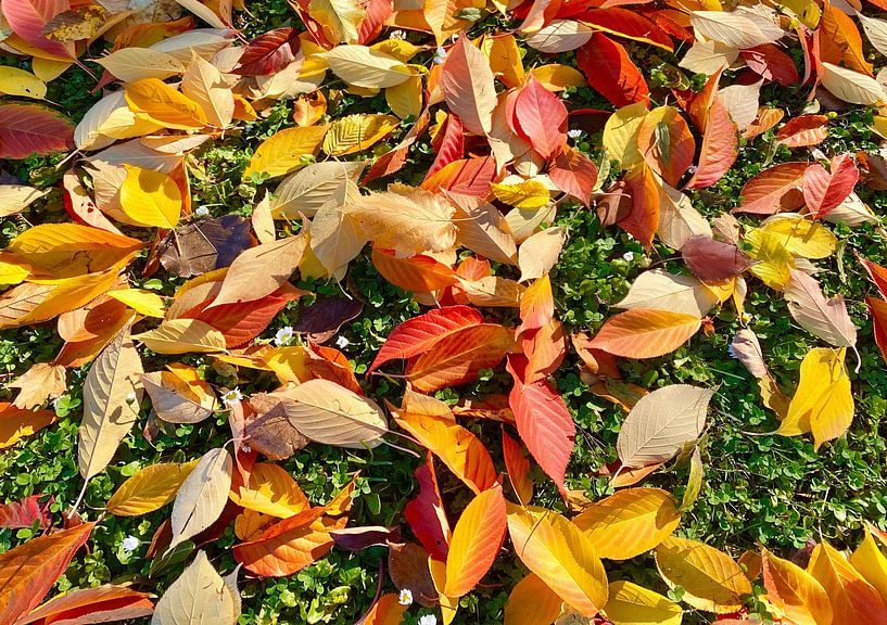 Herbstblätter von Markus Jerko