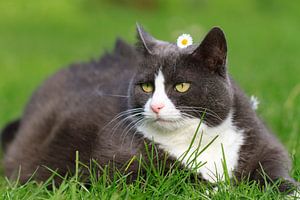 Obesicat in de lente met bloem sur Dennis van de Water