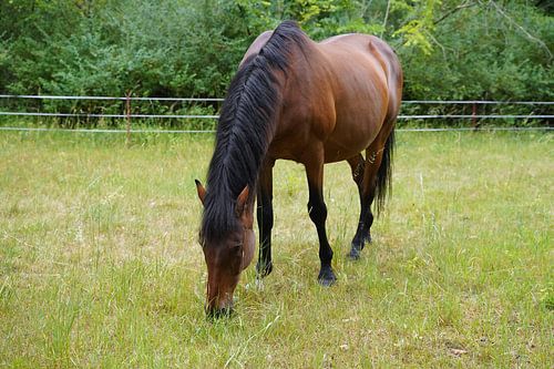 Trakehner Feldmeyer in de wei