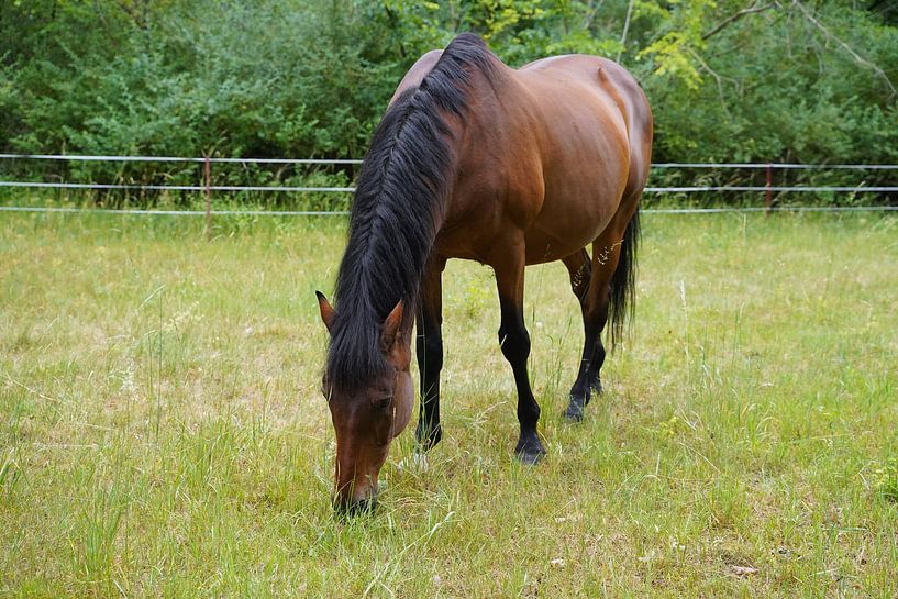 Trakehner Feldmeyer in the pasture by Babetts Bildergalerie