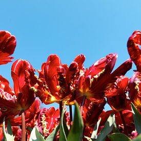 Nahaufnahme Tulpenknopf von Michael van Emde Boas