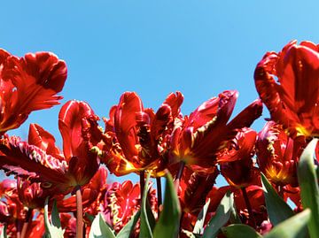 Close-up tulp knop van Michael van Emde Boas