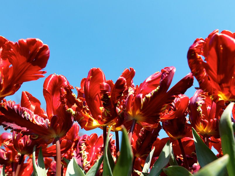 Close-up tulip button by Michael van Emde Boas