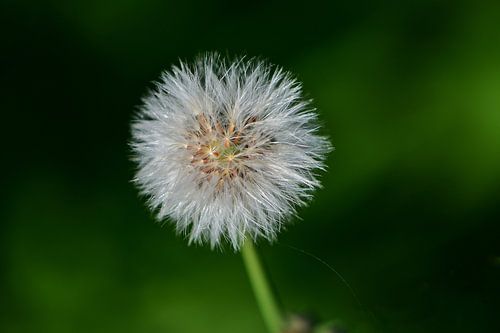 pluis