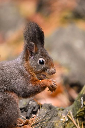 Red squirrel