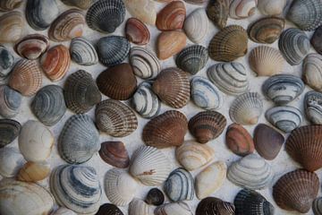 Treasures of Ebb and Flow