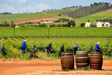 Druivenplukkers in wijngebied Zuid Afrika van Truus Hagen
