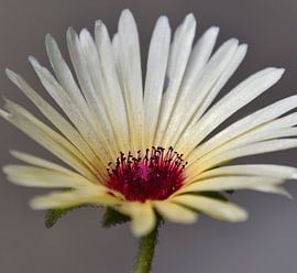 Funkelnde Eisblume von Jolanda de Jong-Jansen