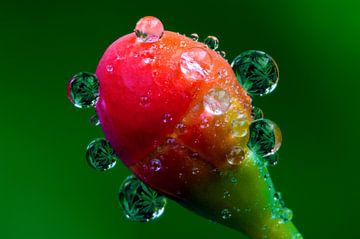 Raindrops 1 van Colors of the Jungle by Simon Kuyvenhoven