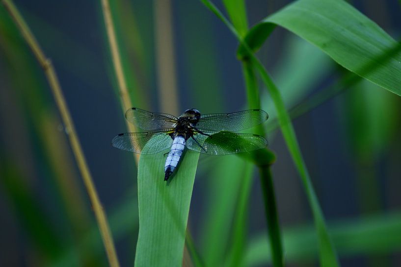 Dragonfly by Diederik Stoorvogel