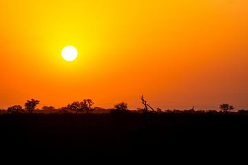 Sonnenuntergang im Kruger Park von Mark Marijnissen