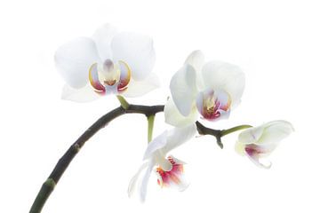 Orchidee, wit van Klaartje Majoor