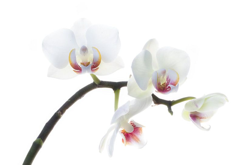 orchidée, blanche par Klaartje Majoor