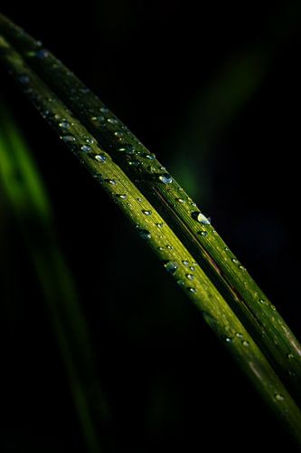 After the rain comes the sun