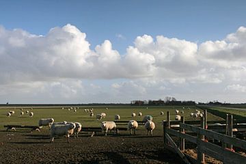 Moutons sur Texel sur Antwan Janssen