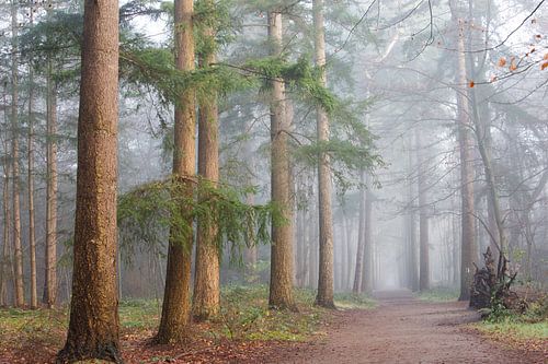 Une voie sans fin dans le brouillard !
