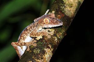 Giant Leaf-tailed Gecko sur Dennis van de Water