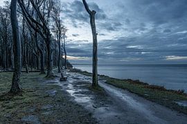Ghost forest Nienhagen by Ralf Hickmann