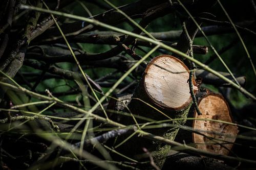 troncs d'arbres avec branches