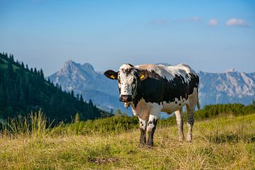 Vache dans les montagnes de Tannheim au Tyrol sur Leo Schindzielorz