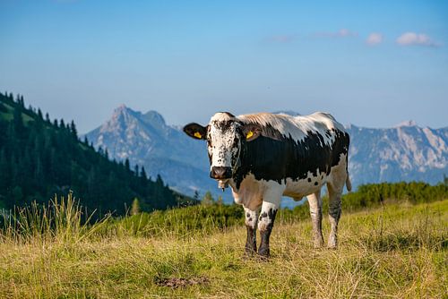 Koe in de Tannheimse bergen van Tirol