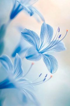 Blauwe bloemenpracht