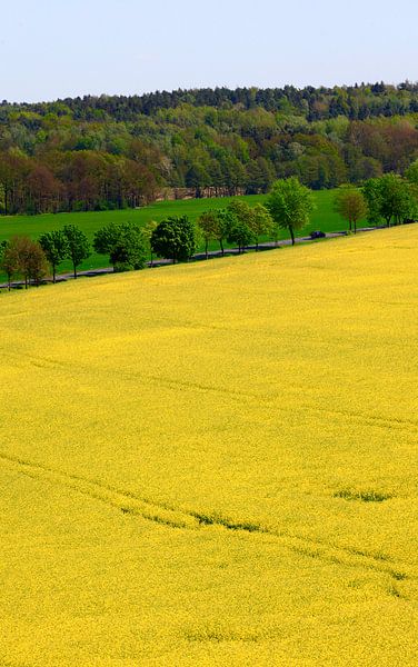 Landscape in May with rape by Thomas Jäger