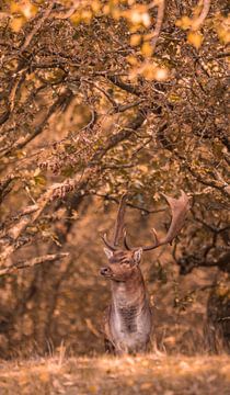 Amsterdamse waterleiding duinen van Lisa Antoinette Photography