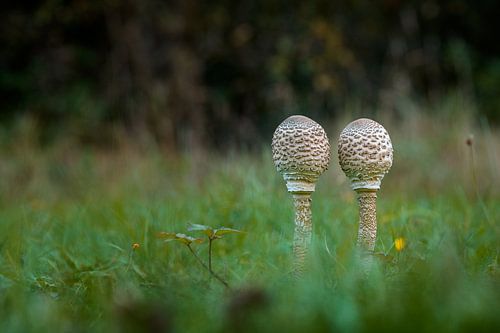 Paddenstoelen in het gras