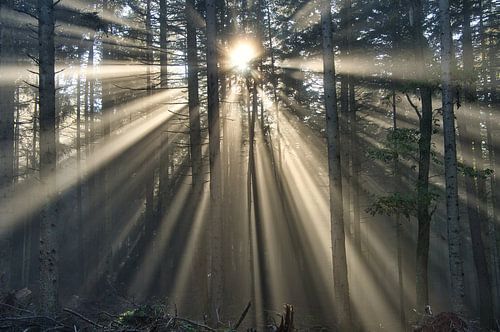 Licht in het bos