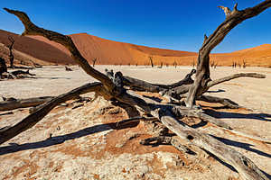 Le Deadvlei en Namibie