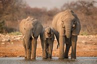 Drinking African Elephants by Michael Kuijl thumbnail