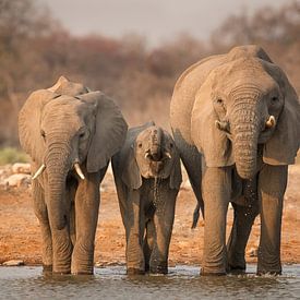 Boire des éléphants d'Afrique sur Michael Kuijl