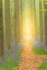 Chemin dans une forêt de Bluebell avec des fleurs épanouies sur Sjoerd van der Wal Photographie