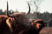 Schotse hooglanders