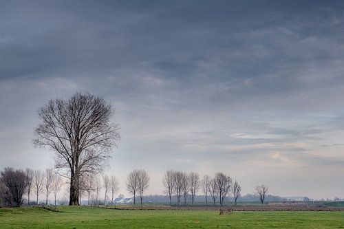 Bomen in weiland