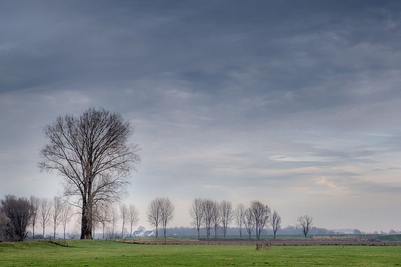Bomen in weiland by Moetwil en van Dijk - Fotografie