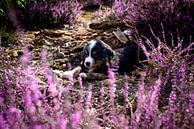 Puppy in de paarse heide van Danai Kox Kanters thumbnail