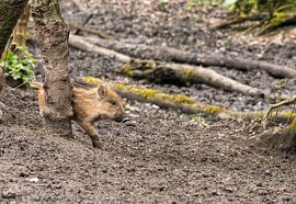 Wildschweinferkel mit Juckreiz von Merijn Loch