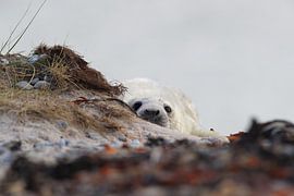 Kegelrobbe Heuler Insel Helgoland Deutschland von Frank Fichtmüller