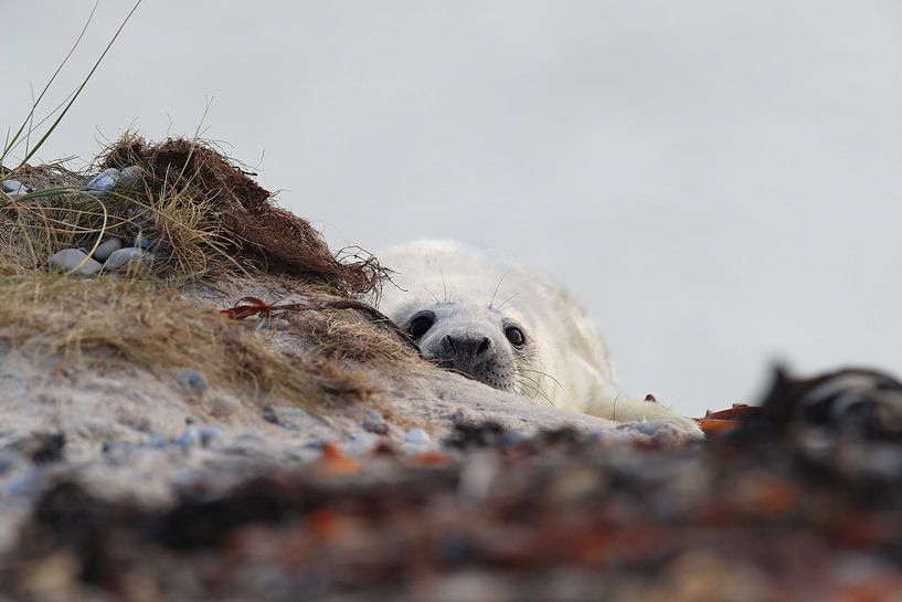 Grijze Zeehond Brul Helgoland Eiland Duitsland van Frank Fichtmüller