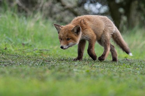 Jonge vos (welp) in de Amsterdamse waterleidingduinen