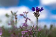 Purple by Roland's Foto's thumbnail