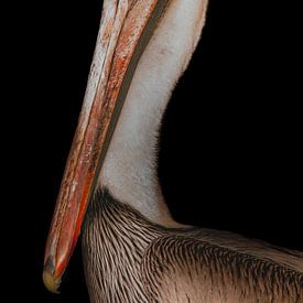Pelikan von Sjoerd Van der Pluijm