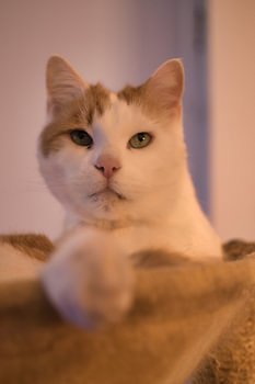 The Prince