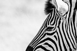 Zebra van Leendert van Bergeijk