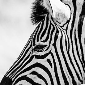 Zebra von Leendert van Bergeijk