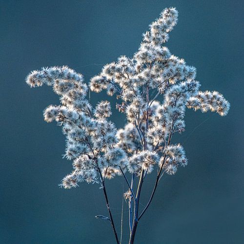 Mooi onkruid in de Herfst