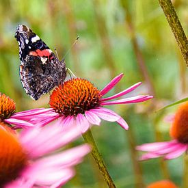 Morena's geheime tuinen : Atalanta vlinder 1 van Morena 68